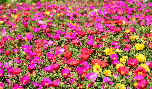 Colorful Flowers Background. — Stock Photo, Image