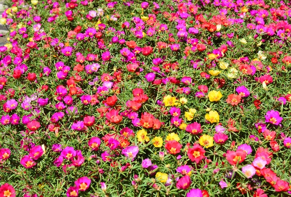Zamknąć Kolorowy Ogród Kwietnik Barszcz Lub Portulaka Znany Również Jako — Zdjęcie stockowe