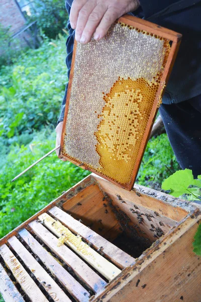 Apicultorul ține cu mâinile cadru de fagure de miere de la stup cu albine de miere de lucru . — Fotografie, imagine de stoc