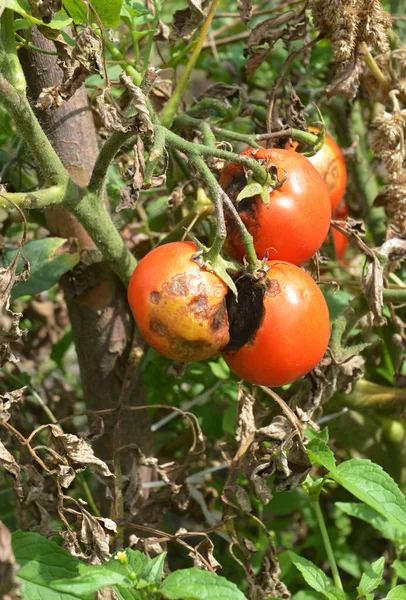 Phytophthora Infestans Oomiceto Que Causa Enfermedad Grave Los Tomates Conocida — Foto de Stock