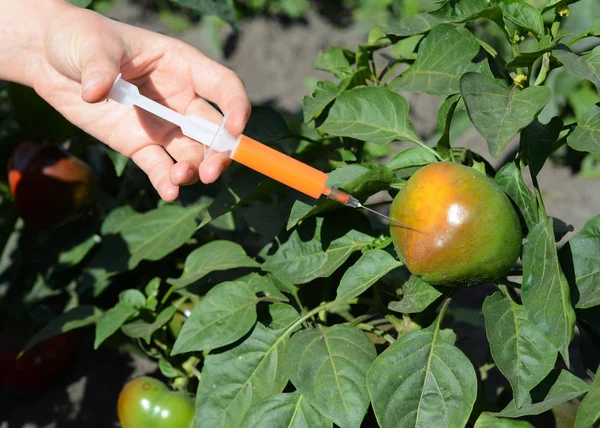 Científico Inyectando Productos Químicos Tomate Rojo Ogm — Foto de Stock