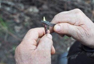 Ağaç aşılama. Aşılama meyve ağaçları adım adım. Bir ağaç bahar grefti.