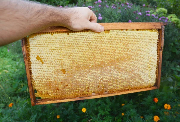 A nido d'ape grezzo. Cornice a nido d'ape nella mano dell'apicoltore. Compra nido d'ape. Ape nido d'ape foto . — Foto Stock