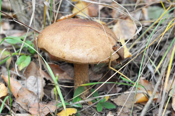 Pilze Sammeln Pilzsuche Wildpilze Sammeln Braune Steinpilze Leccinum Scabrum — Stockfoto