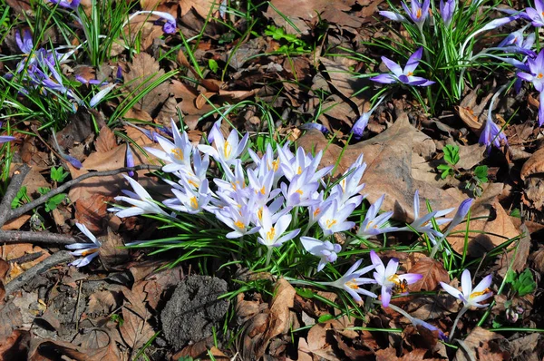 Wiosenne Kwiaty Dzikim Lesie Fioletowy Krokus Kwiaty Szafran Ogrodzie — Zdjęcie stockowe