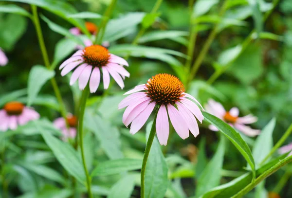 Echinacea Purpurea Flores em seu jardim para chá de ervas . — Fotografia de Stock