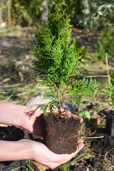 Садівник руки посадки, трансплантації Cypress дерево туї з ру — стокове фото