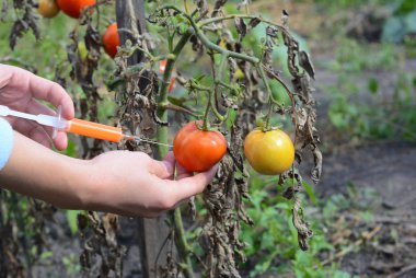 Kimyasal maddeler kırmızı domates GDO enjekte bir bilim adamı. Kavramı kimyasal GDO ya da Gm gıda için. Genetiği değiştirilmiş gıda avantajları ve dezavantajları.