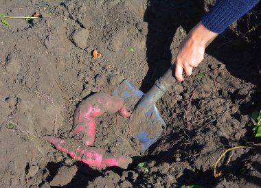 Çiftçi hasat tatlı patates