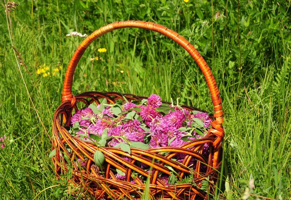 Red clover in the basket.  Gather Herbs for Herbal Medicine. Herbal Plants. It is an ingredient in some recipes for essiac tea, herbal tea — Stock Photo, Image