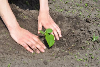 Bahçıvan eller dikim salatalığın üzerinde kapat.