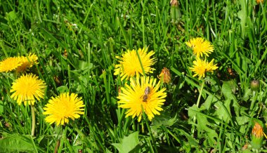 Karahindiba çiçekli bitkiler bitki ailesindeki büyük cins ve karahindiba bilinen türler oluşur.