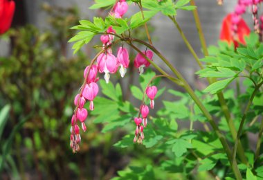 Kalbi kanayan çiçek, bahar çiçek, Dicentra spectabilis bahçede. 