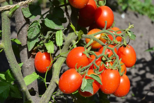 Вишневі помідори є однією з найпростіших овочів для вирощування . — стокове фото