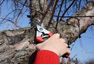 Bahçıvan el kesme meyve ağacı ile yan yol secateurs. 