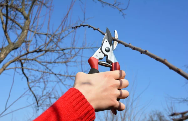 Gardener hand cut tree branch with bypass secateurs, pruning in spring.