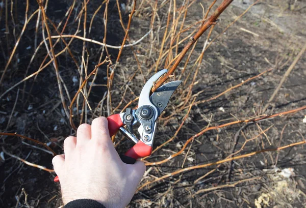Bahçıvan Rubus idaeus veya kırmızı ahududu kesme