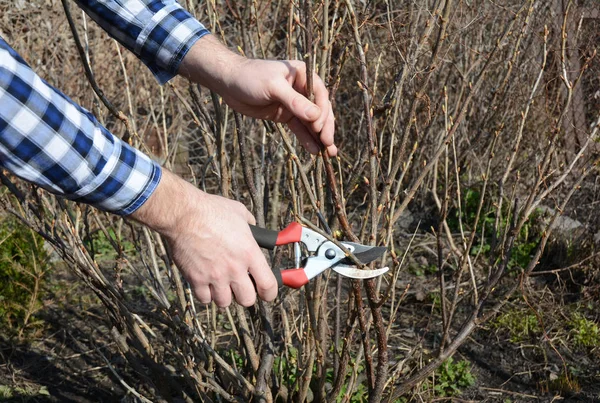 Svarta vinbär bush beskärning med kringgå sekatörer. — Stockfoto