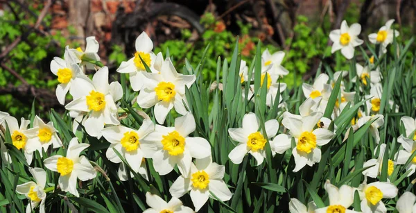 Vue panoramique sur les fleurs blanches de narcisse de printemps . — Photo