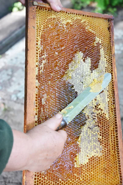 Včelař kusy vosku z od Honeycomb rám se speciální nůž. — Stock fotografie