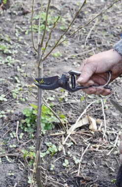 Elma ağacı dalı bıçakla aşılama için hazırlanıyor.