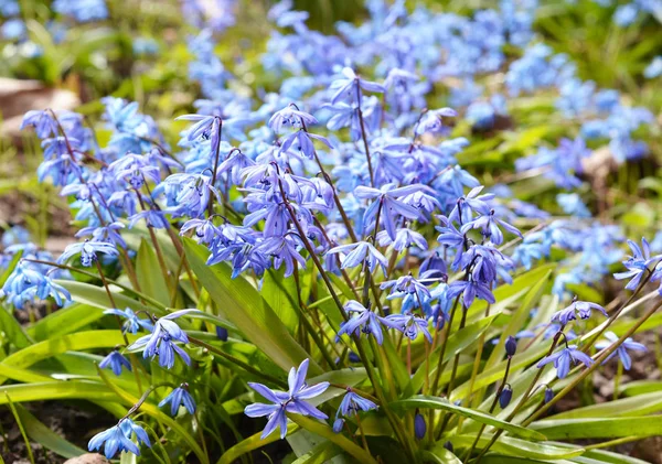 Первые весенние голубые цветы Цветущая голубая шилла или Сибирский Сквиль в саду . — стоковое фото