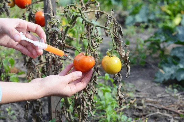 Scientist hands  injecting syringe chemicals into red tomato GMO. Concept for chemical nitrates GMO or GM food.
