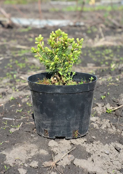  Ladin ağacı fidan dikim. Ak Ladin gökkuşağı'nın son Pot kökleri ile nakli.