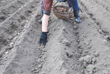 Patates ilkbaharda dikim çiftçi. Adam dikim patates alan