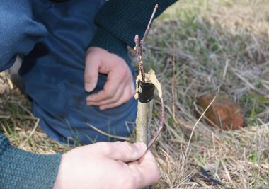 Meyve ağacı aşılama. Bahçıvan adam el aşılama elma ağacı üzerinde kapat. 