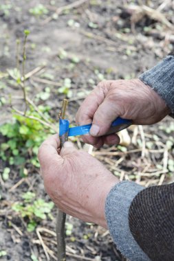  Yaşlı adam aşılama meyve ağacı eller. Adım adım. Ağaçlar aşılama