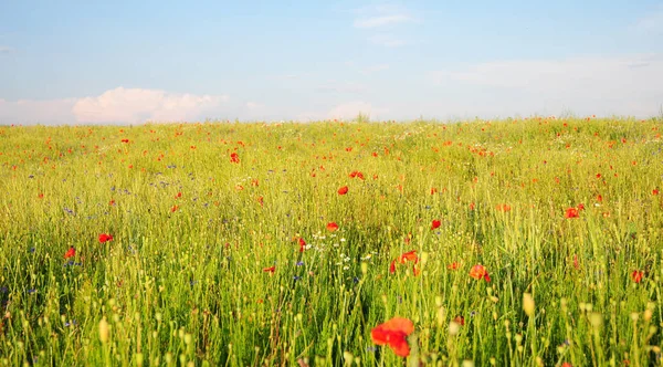 Poppy Perennial Flowers. Pictures of poppies flowers.