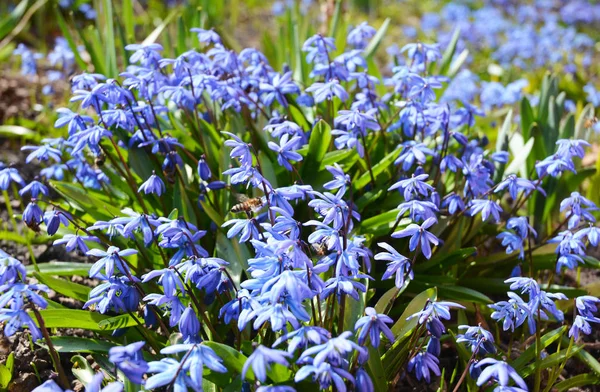 Цветущая голубая цилла или сибирский сквиль (Scilla siberica) с первыми медовыми пчёлами. Селективный фокус . — стоковое фото