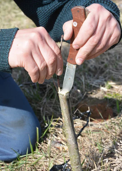 Grafting Trees Привить Дерево — стоковое фото