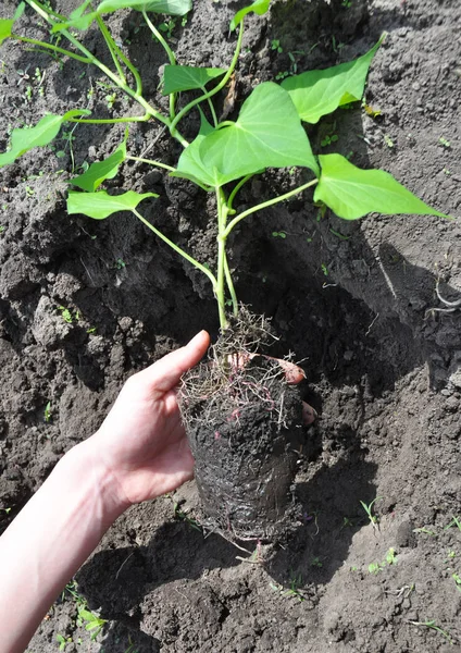 Nasıl bitki ve tatlı patates büyümek. Tatlı patates büyüyen. Tatlı patates gel iki biçimde: vining ve çalı çeşitleri. Tatlı patates.