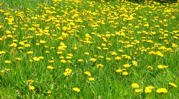 Panorama Meadow Of Dandelions to Make Dandelion Wine.