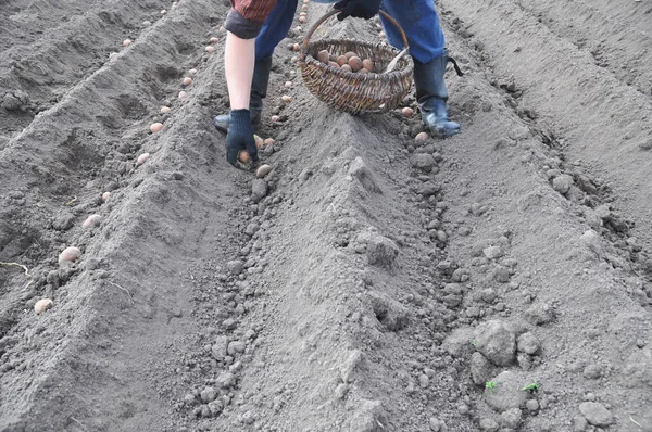 Farmer planting potatoes in springtime. Man planting potato fiel — Stock Photo, Image