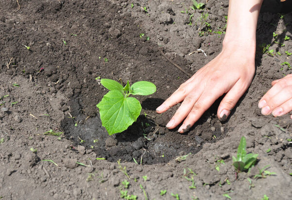 Cucumber planting tips.  Cucumbers: Planting, Growing and Harvesting Cucumber Plants
