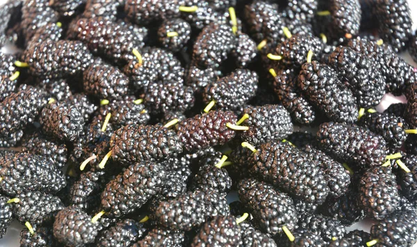 Morus nigra llamó a Mulberry de color negro. Fondo texturizado morera. Moras recién recogidas. Moras Fondo alimentario . — Foto de Stock