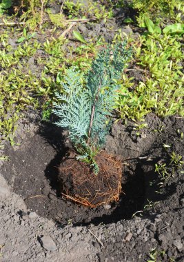  Chamaecyparis lawsoniana Alumii ağaç fidan dikim. Port Orford sedir veya Lawson selvi kökleri toprak delik ile nakli.