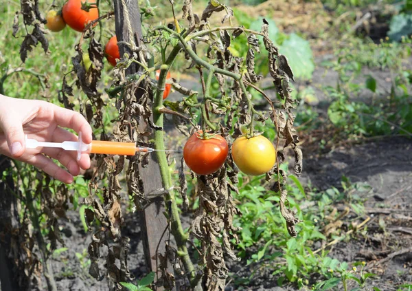 Scientist injecting chemicals into red tomato GMO. Concept for chemical GMO or GM food. Genetically modified food advantages and disadvantages.