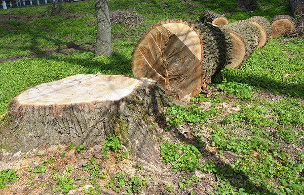Baumschnittfoto. Baum gefällt. Entwaldungskonzept und wenn ein Baum in einen Wald fällt, der für die Entwicklung gefällt wird, als Symbol für Umweltschäden. — Stockfoto