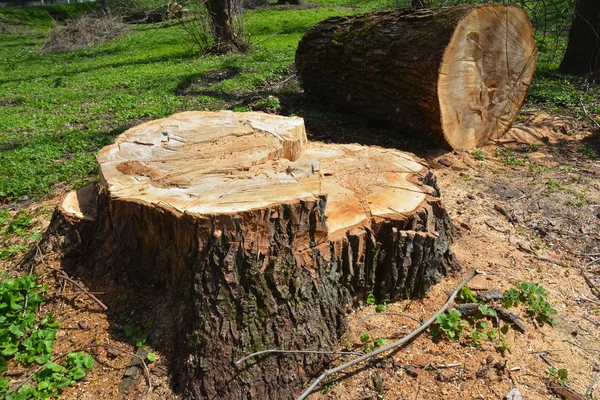 Baumschnittfoto. Baum gefällt. Entwaldungskonzept und wenn ein Baum in einen Wald fällt, der für die Entwicklung gefällt wird, als Symbol für Umweltschäden. — Stockfoto