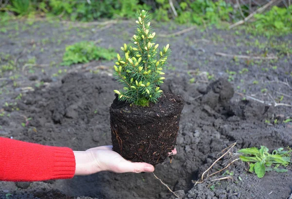 Садовник вручную сажает саженцы елок. Transplant Picea glauca Rainbow 's End with Roots . — стоковое фото