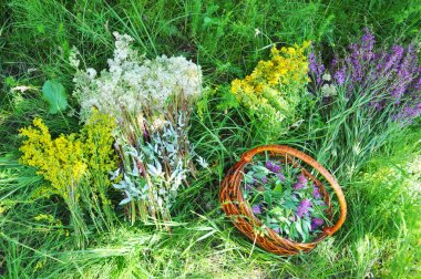 Toplama otlar. Bitkisel bitkiler. Hypericum perforatum, sarı yoğurtotu, St John's wort, Galium verum, kırmızı Clowers, Filipendula ulmaria, erkeç sakalı sık tatlı tatma bitkisel çay yapmak için kullanılan.