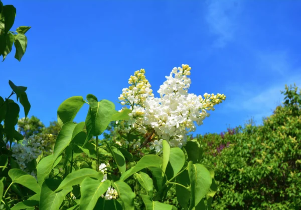 Lila. Wit lila bloemen. Bloeiende bush van witte seringen — Stockfoto