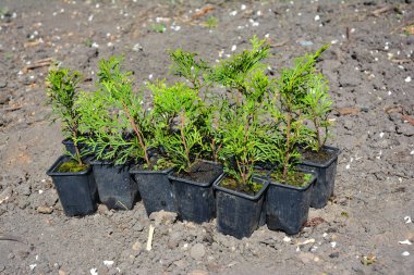 Mazı (bitki) dikim. Servi ağacı fidan dikim. Mazı (bitki) tek kalem Cypress yeşil eskrim için.