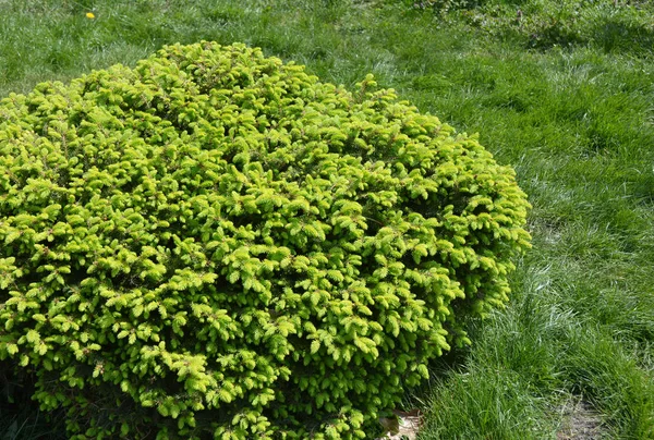 Küre Ladin Bush. Yeşil Ladin çalı.