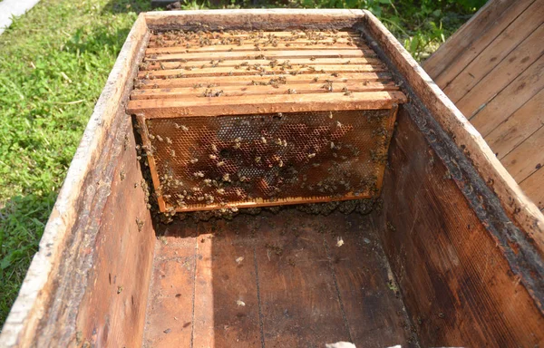 De cerca en madera ucraniana colmena azul con fondo de jardín. Apicultura natural en su patio trasero. Colmenas de abejas Dadant . —  Fotos de Stock