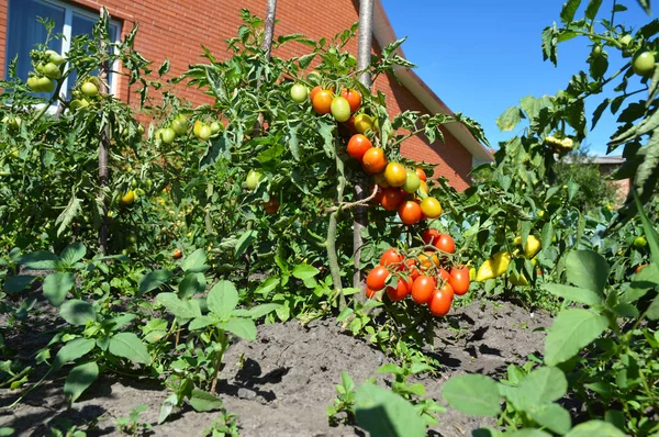 Los tomates cherry son una de las verduras más fáciles de cultivar y como jardinero. Tomates cherry maduros que crecen en las ramas . — Foto de Stock